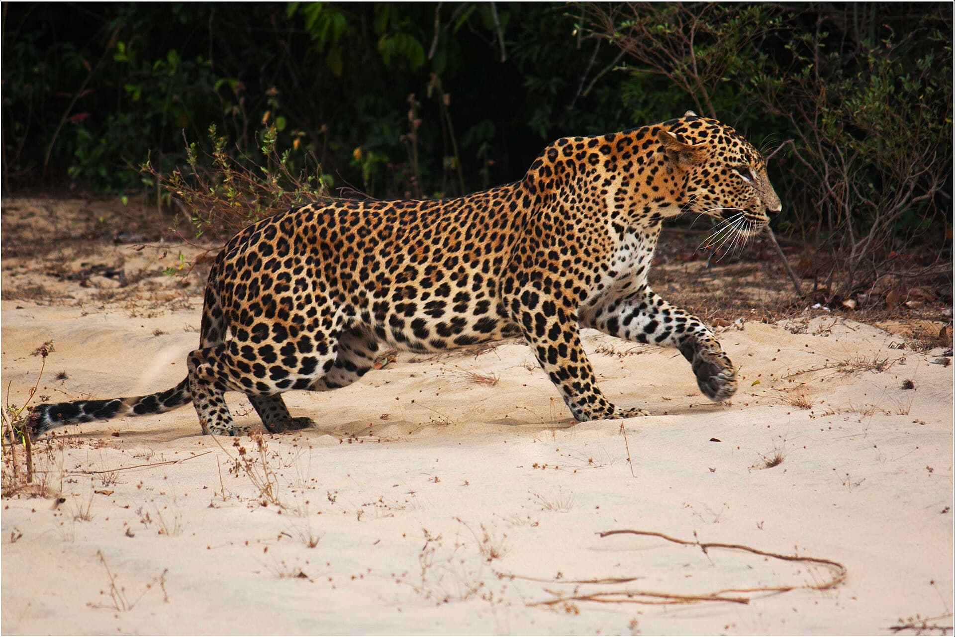 The Leopard at Dawn