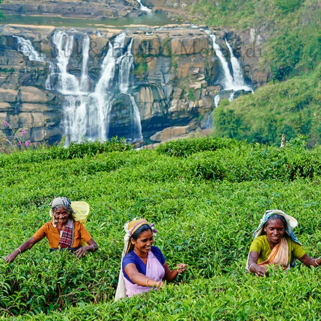 Discover the Magic of Sri Lanka