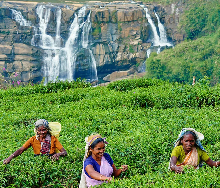 Discover the Magic of Sri Lanka