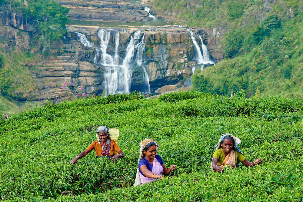 Sri Lanka, Nuwara Eliya, tea plantation