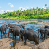 pinnawala-all-in-one-day-tour